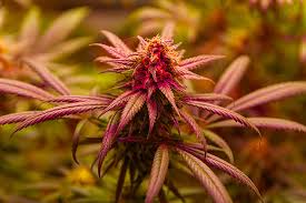 Everything You Need to Know About Cannabis Seeds Missouri Everything You Need to Know About Cannabis Seeds Missouri