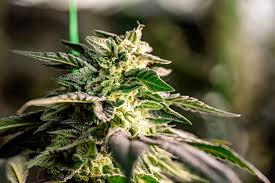 Everything You Need to Know About Cannabis Seeds Missouri Everything You Need to Know About Cannabis Seeds Missouri